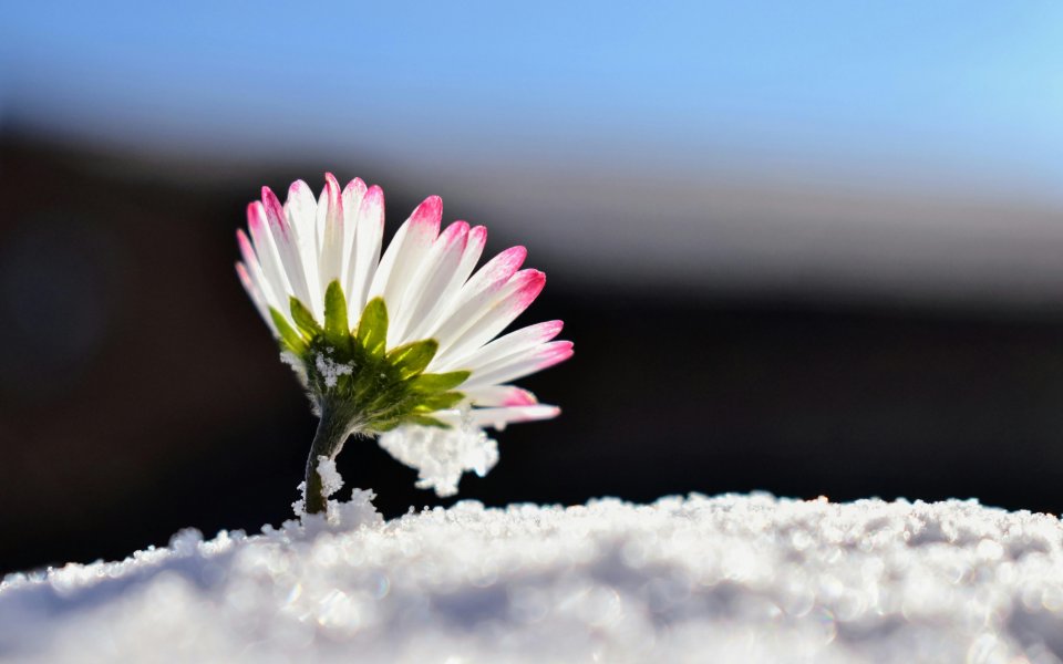 fel gekleurd bloemetje groeit doorheen de sneeuw