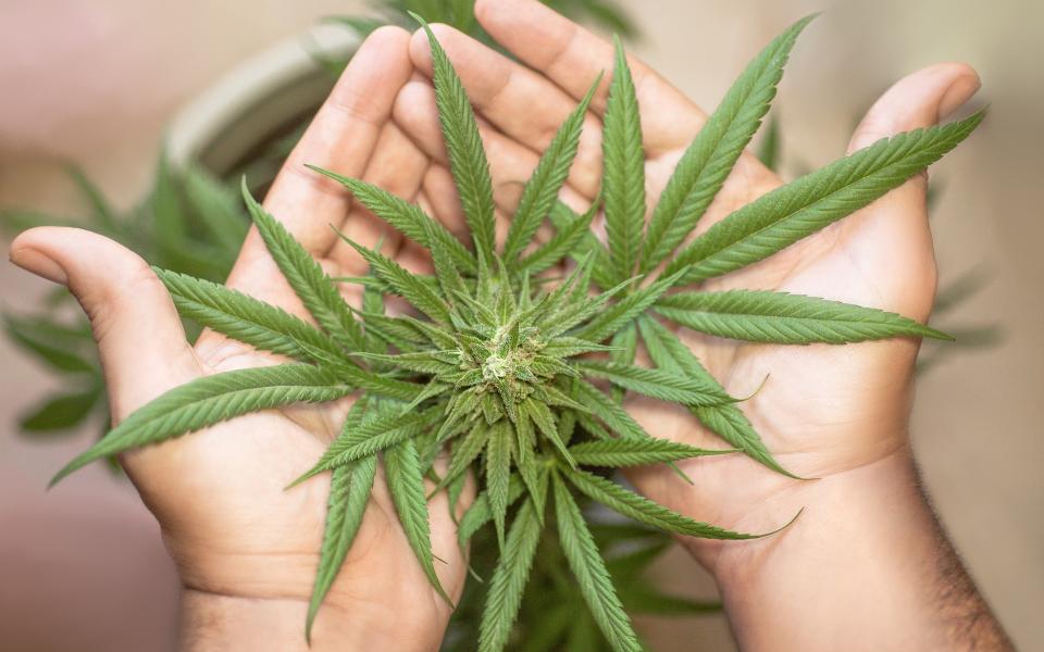 cannabis