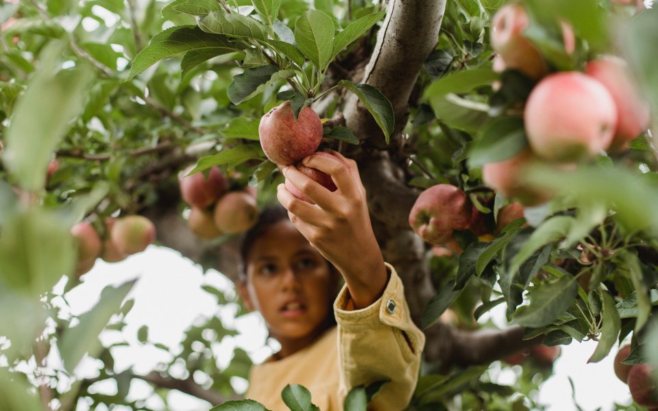 meisje plukt appels