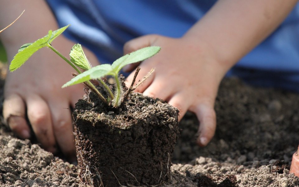 jonge handen planten een scheutje